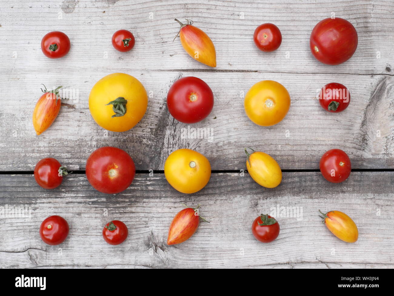 Solanum lycopersicum. Varietà di homegrown pomodori compresi Golden sunrise, dolce milioni, Tumbling Tom Foto Stock