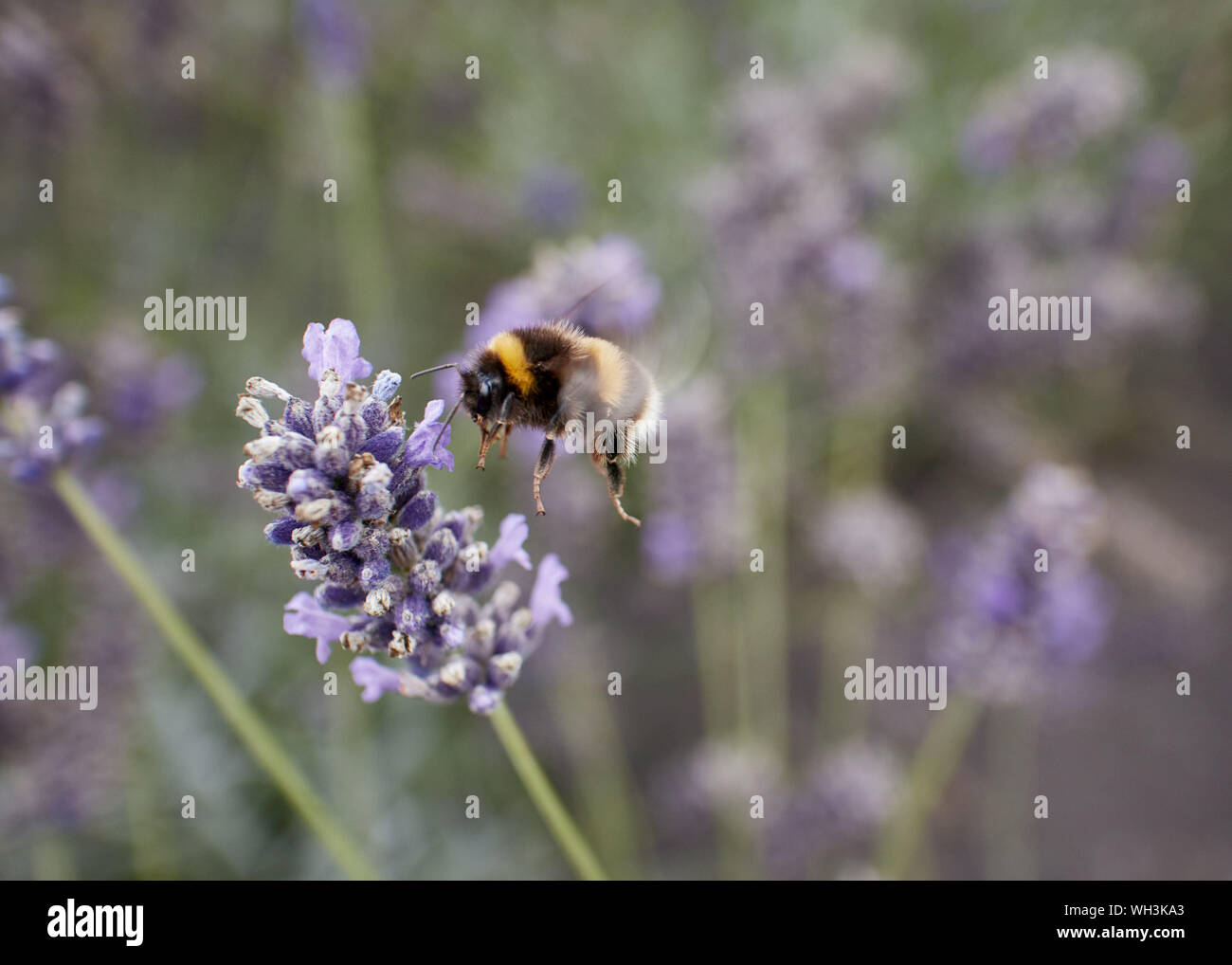 Bumble Bee mid-flight alimentando ad una fragrante francese di fiori di lavanda. Foto Stock