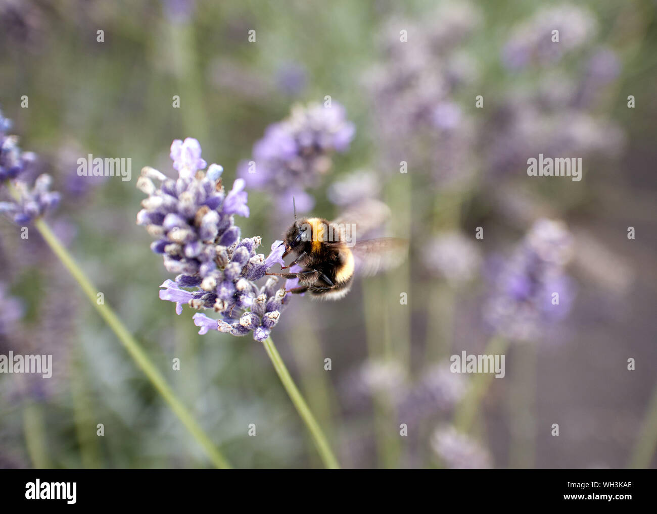 Bumble Bee mid-flight alimentando ad una fragrante francese di fiori di lavanda. Foto Stock