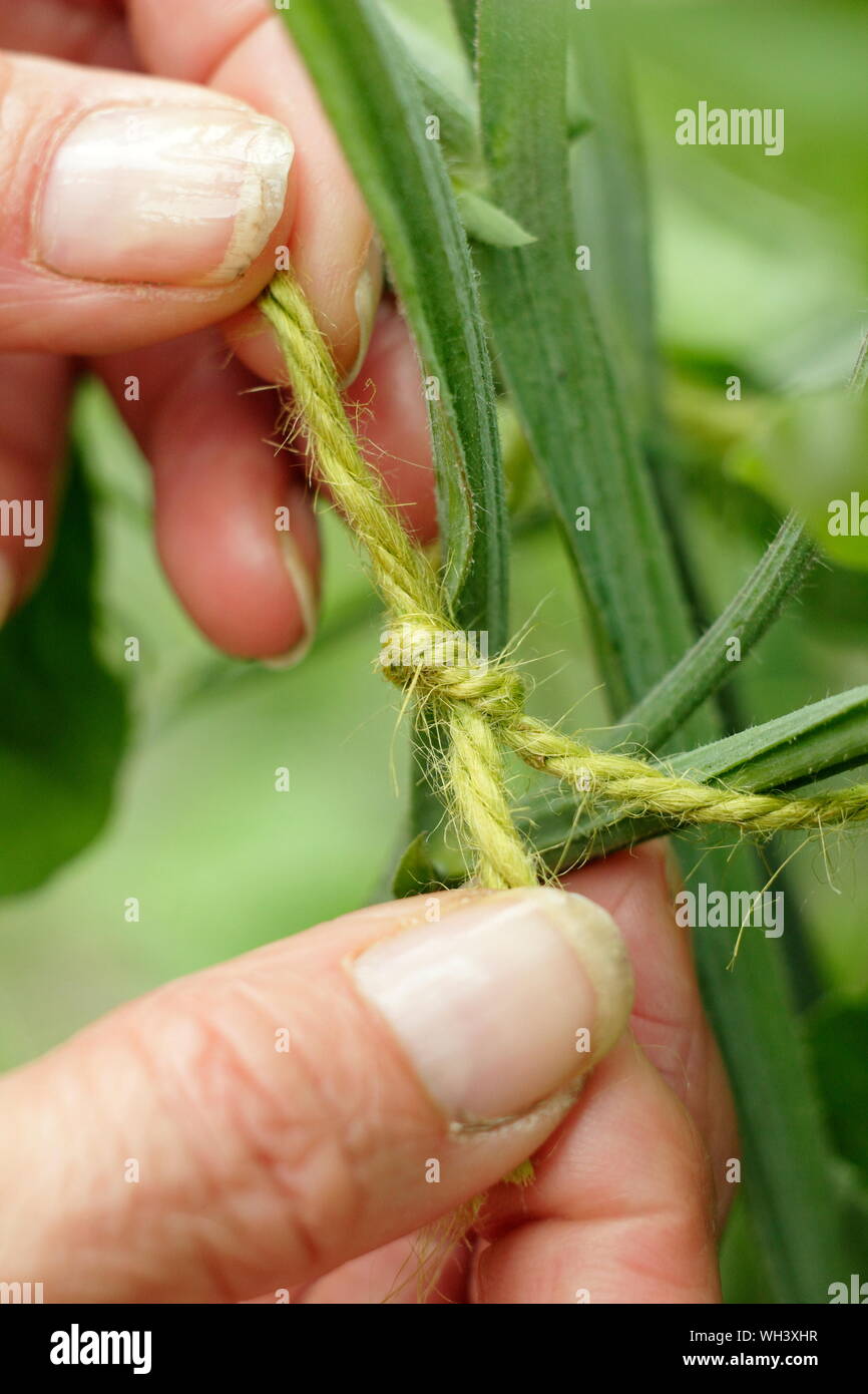 Legatura con cautela in sweet pea (Lathyrus odoratus) pianta rampicante con dello spago Foto Stock
