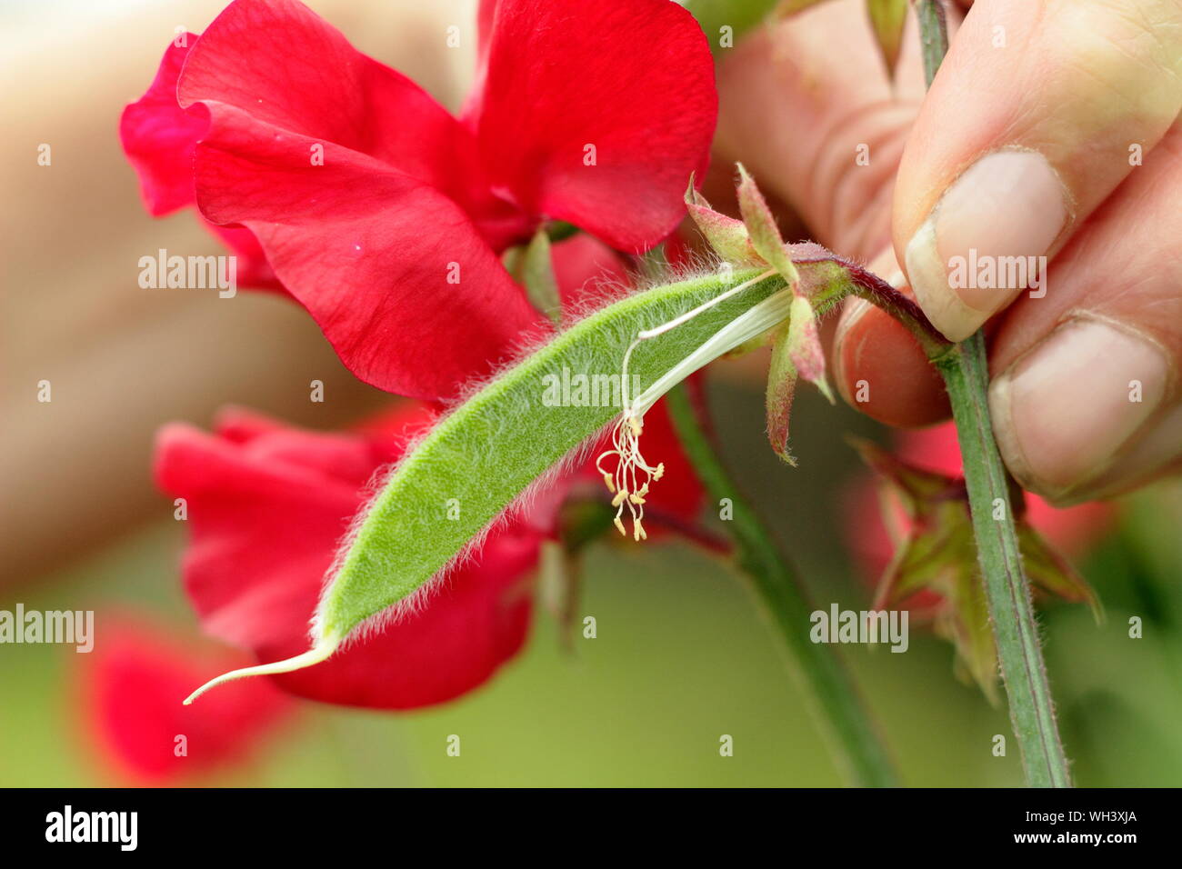 Lathyrus odoratus" Winston Churchill". Rimozione di un pisello dolce seme pod per prolungare la fioritura. Foto Stock