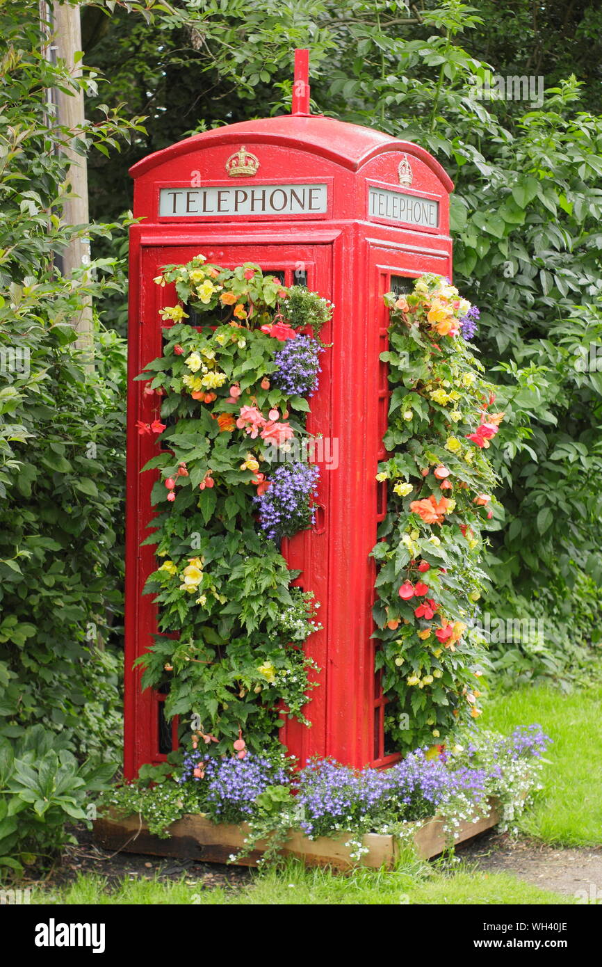 British telefono box convertito in un giardino verticale piantato con piante di biancheria da letto. Foto Stock