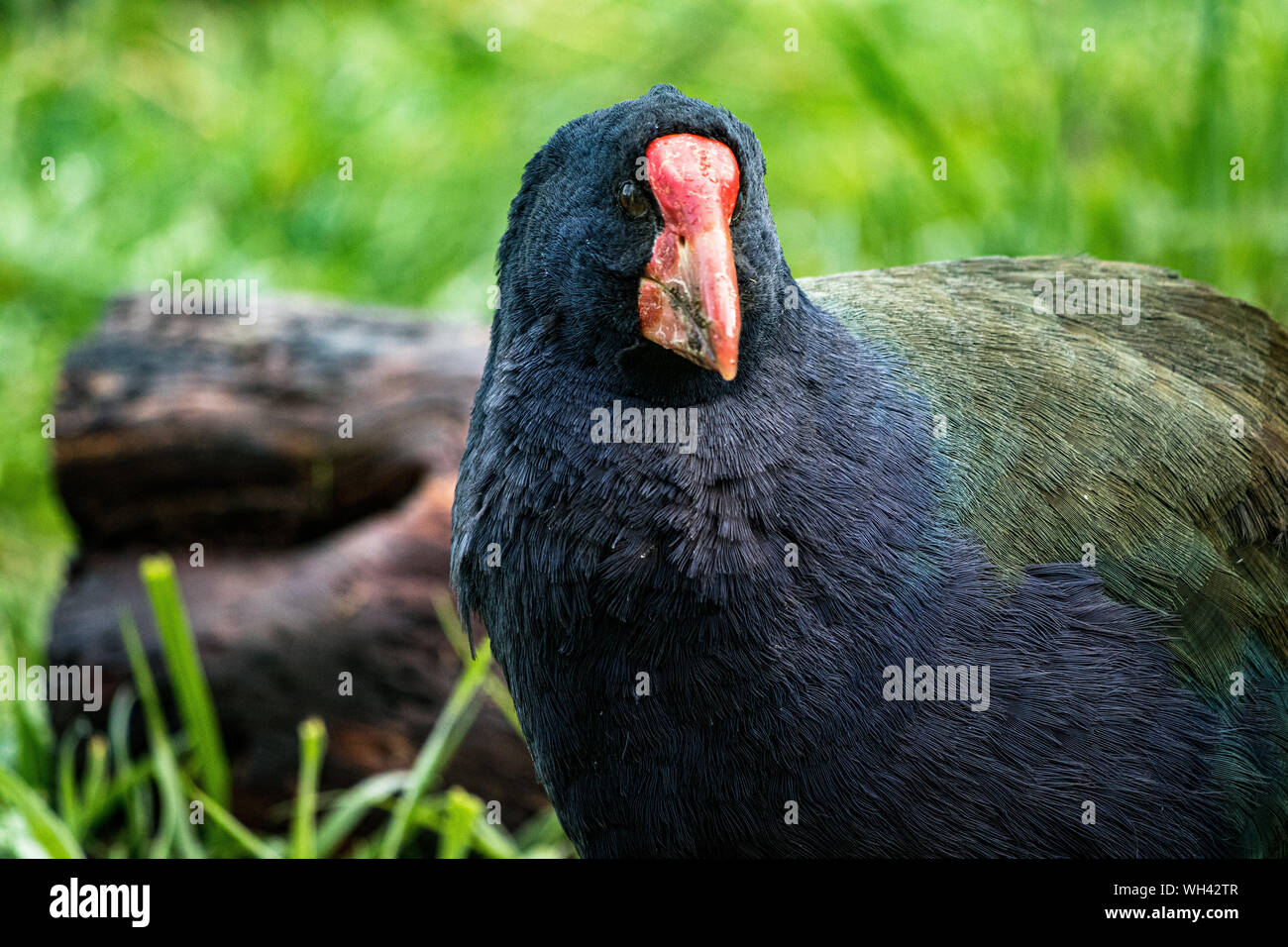 New Zealand Takahe in un campo verde, primo piano Foto Stock