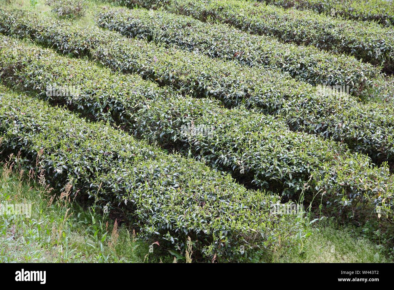 Campo di tè nella campagna giapponese. La piantagione di tè in Tsumago, Giappone. Foto Stock