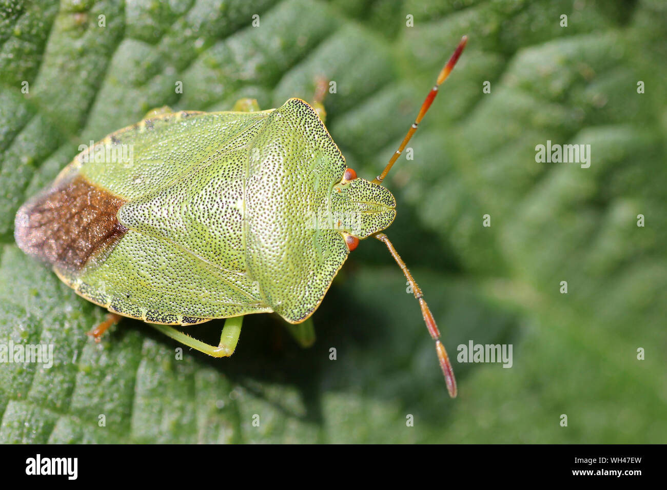 Comune di schermo verde Bug Palomena prasina adulto Foto Stock