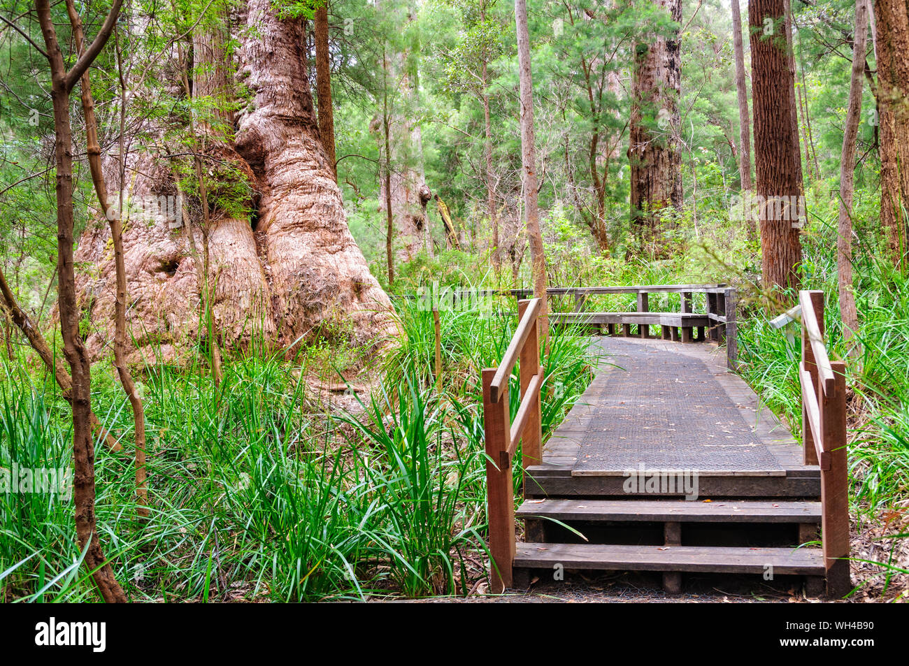 Antichi imperi a piedi nella Valle dei Giganti - Walpole, WA, Australia Foto Stock