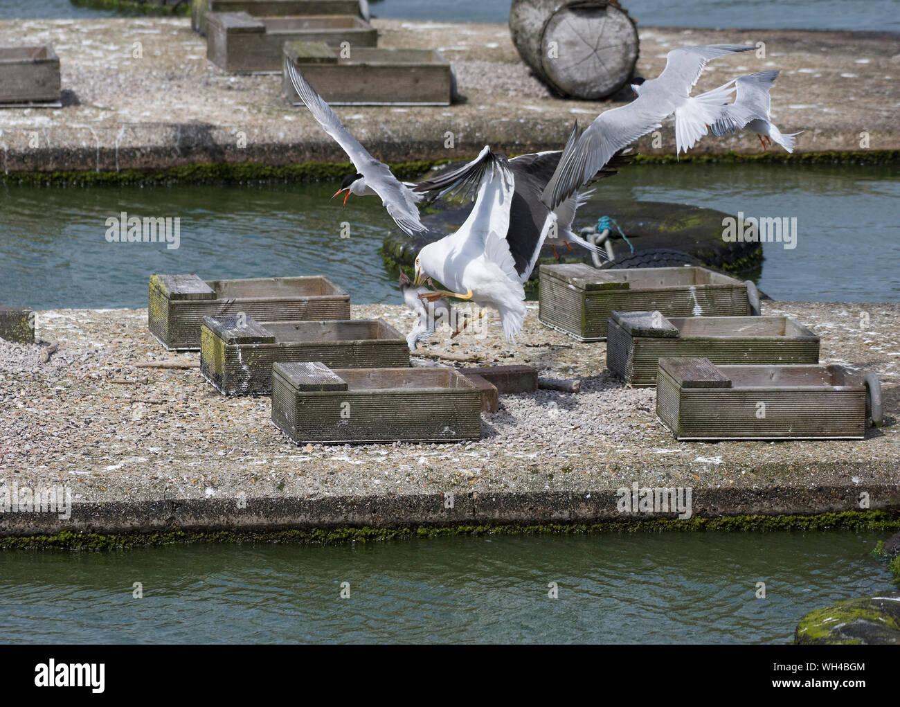 Lesser Black Backed Gull; Larus fuscus, rubando Tern pulcino e inseguiti da sterne comuni, Sterna hirundo, Dock Preston, Lancashire, Regno Unito Foto Stock