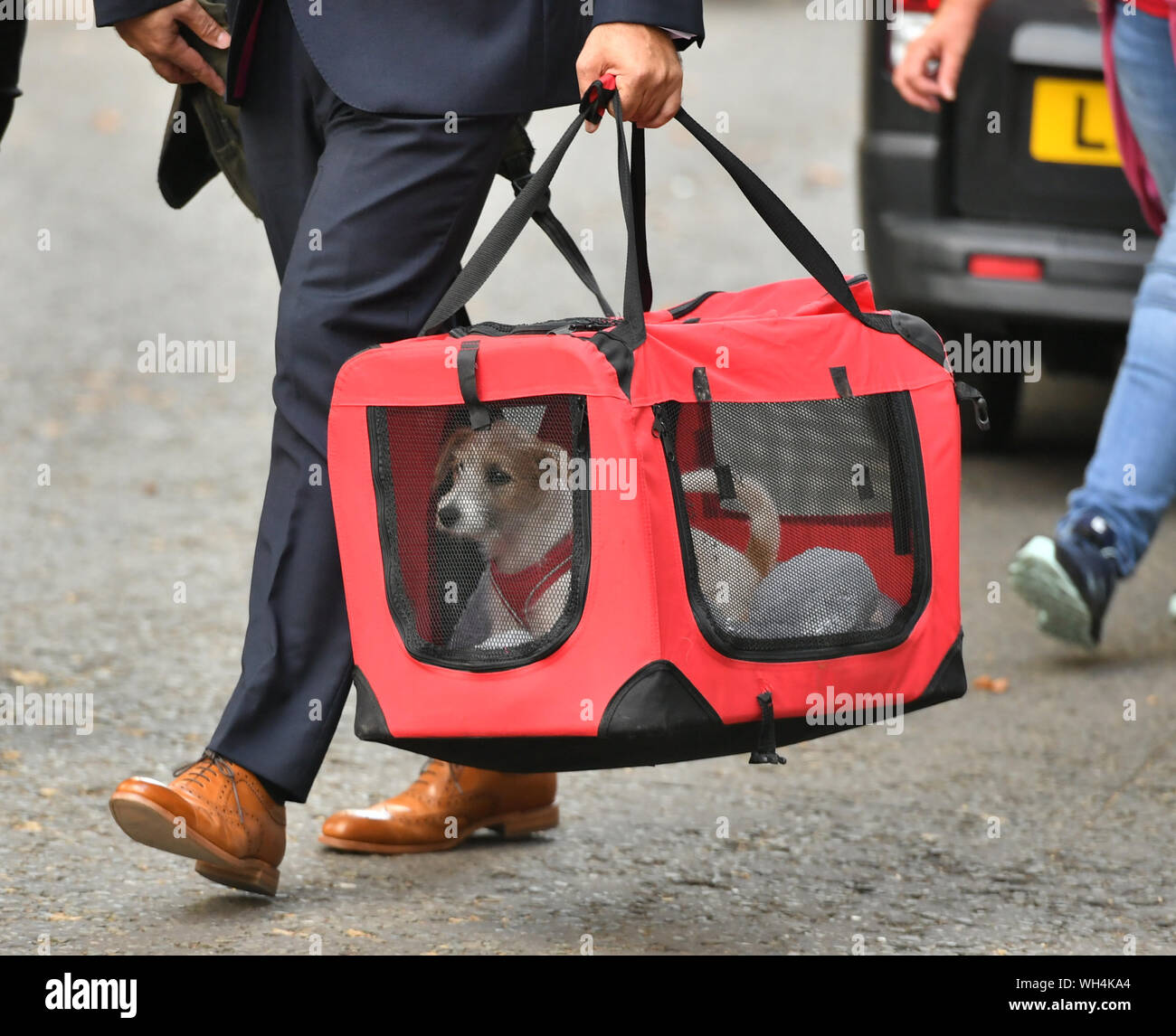 Una 15-week-vecchio Jack Russell-cross cucciolo adottato dal Primo Ministro Boris Johnson e il suo partner Carrie Symonds arriva a Downing Street, Londra. Foto Stock