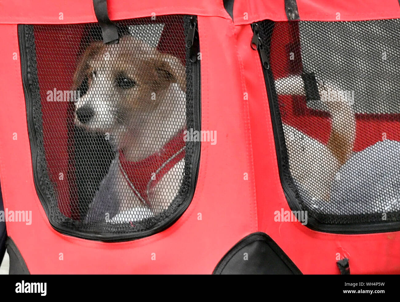 Una 15-week-vecchio Jack Russell-cross cucciolo adottato dal Primo Ministro Boris Johnson e il suo partner Carrie Symonds arriva a Downing Street, Londra. Foto Stock