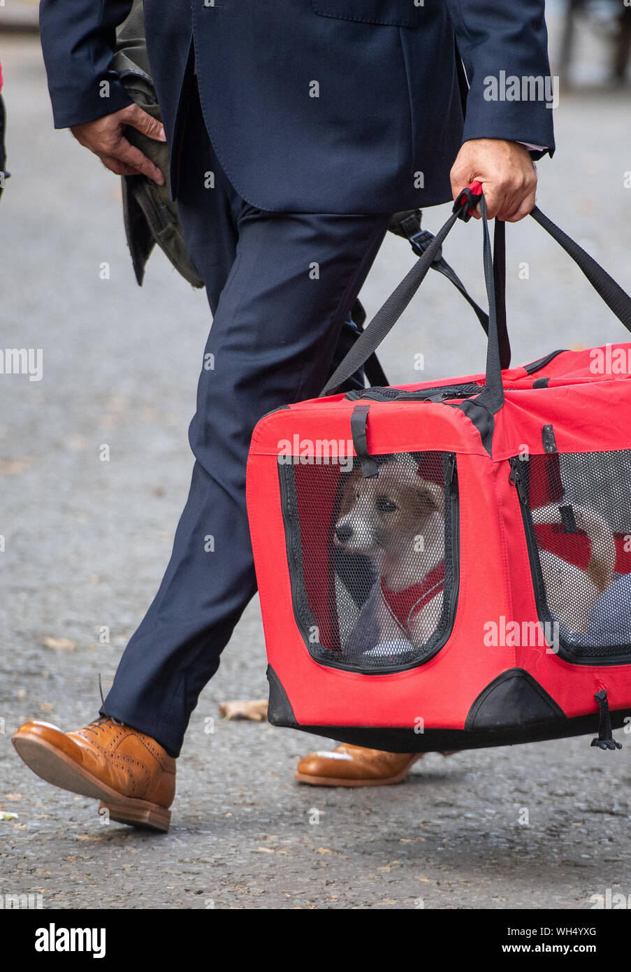 Una 15-week-vecchio Jack Russell-cross cucciolo adottato dal Primo Ministro Boris Johnson e il suo partner Carrie Symonds arriva a Downing Street, Londra. Foto Stock