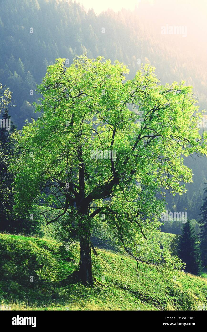 Albero verde e montagna verde immagini e fotografie stock ad alta ...