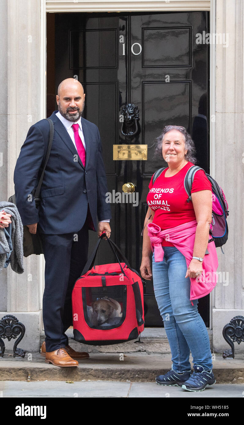 Una 15-week-vecchio Jack Russell-cross cucciolo adottato da salvataggio carità gli amici degli animali in Galles dal Primo Ministro Boris Johnson e il suo partner Carrie Symonds è consegnato a Downing Street, Londra. Foto Stock
