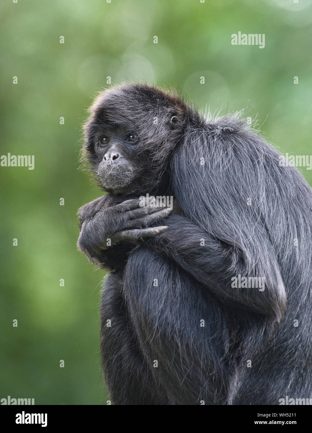 A testa nera spider monkey, Ateles fusciceps, lo zoo di Blackpool, Lancashire, Regno Unito Foto Stock