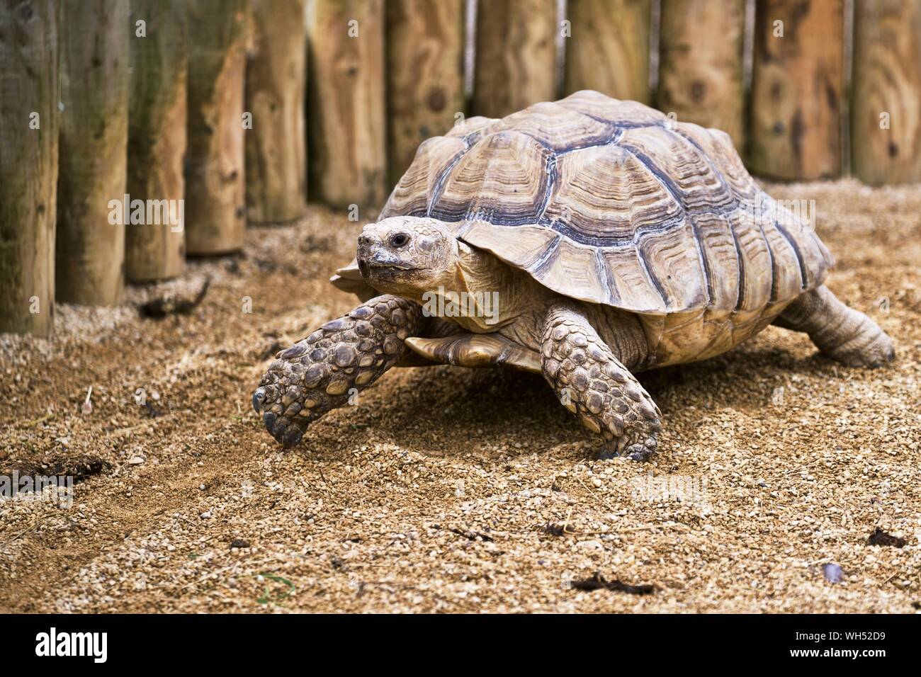 African spronato tartaruga (Centrochelys sulcata), il terzo più grande specie di tartaruga nel mondo Foto Stock