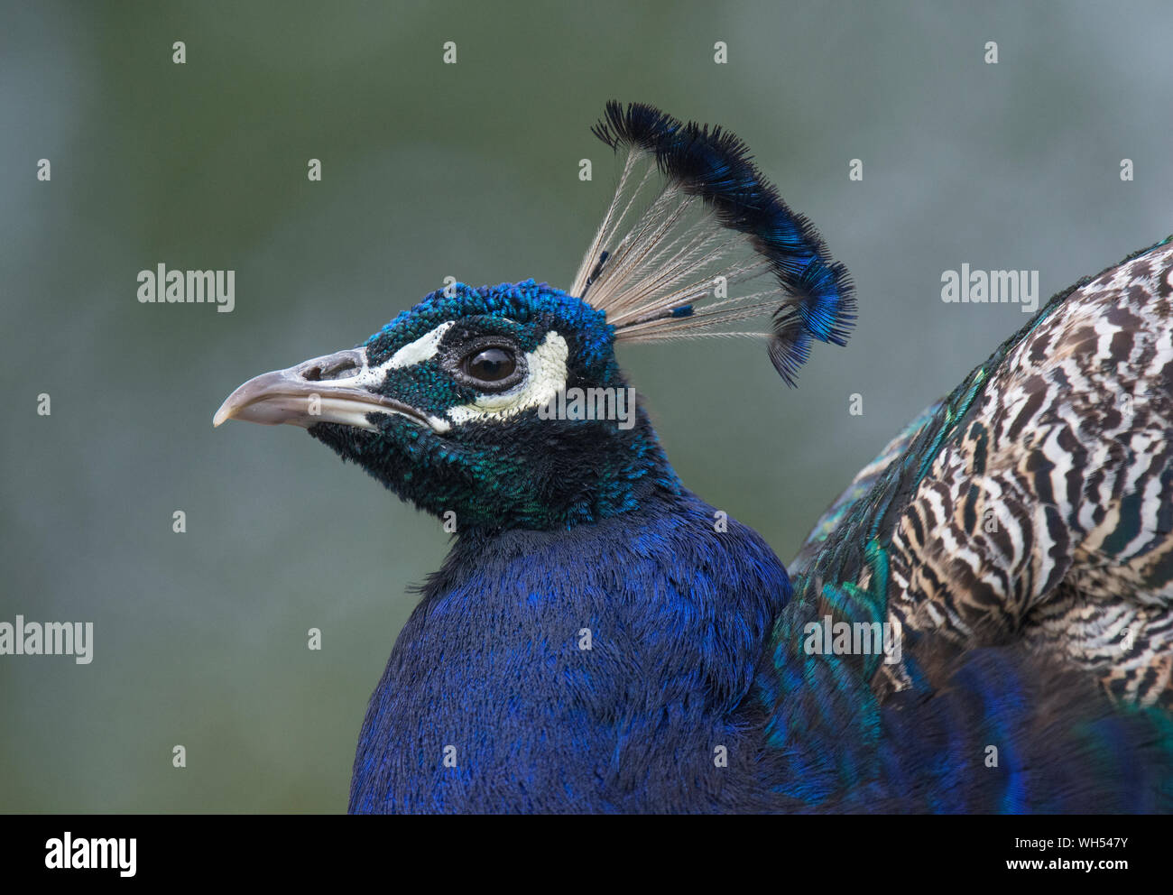Close up, ritratto del maschio, Peacock, pavo cristatus, lo zoo di Blackpool, Lancashire, Regno Unito Foto Stock
