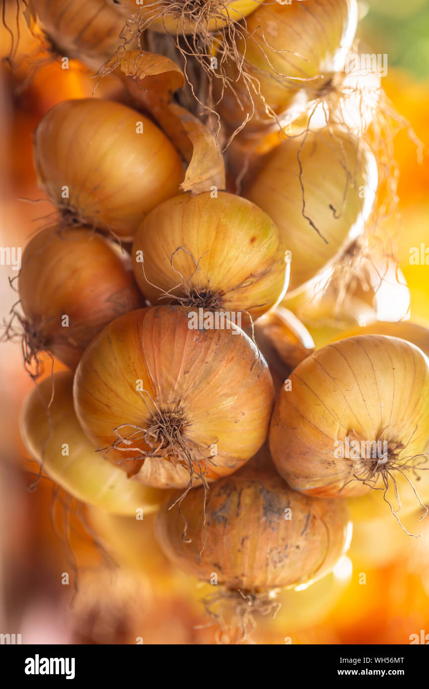 Mazzetto di sospeso liberamente le cipolle secche - Close-up Foto Stock