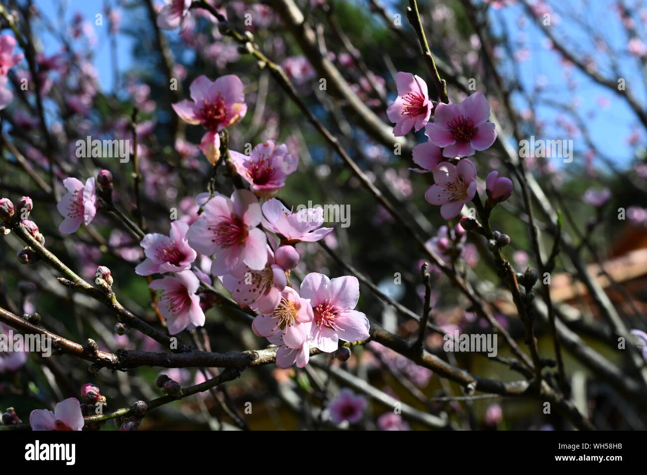 albero di ciliegio Foto Stock