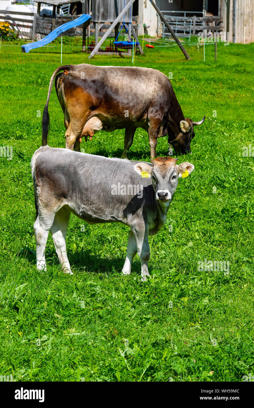 Tirolo giovani vitelli grigio vacche con naso clip per impedire loro di allattamento Foto Stock
