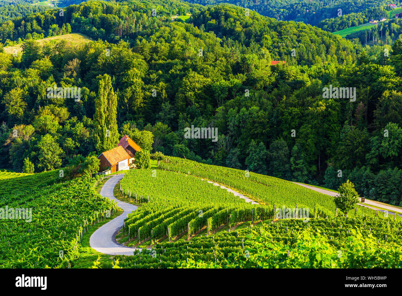 Spicnik, Maribor, Slovenia. Famoso a forma di cuore la strada del vino. Foto Stock