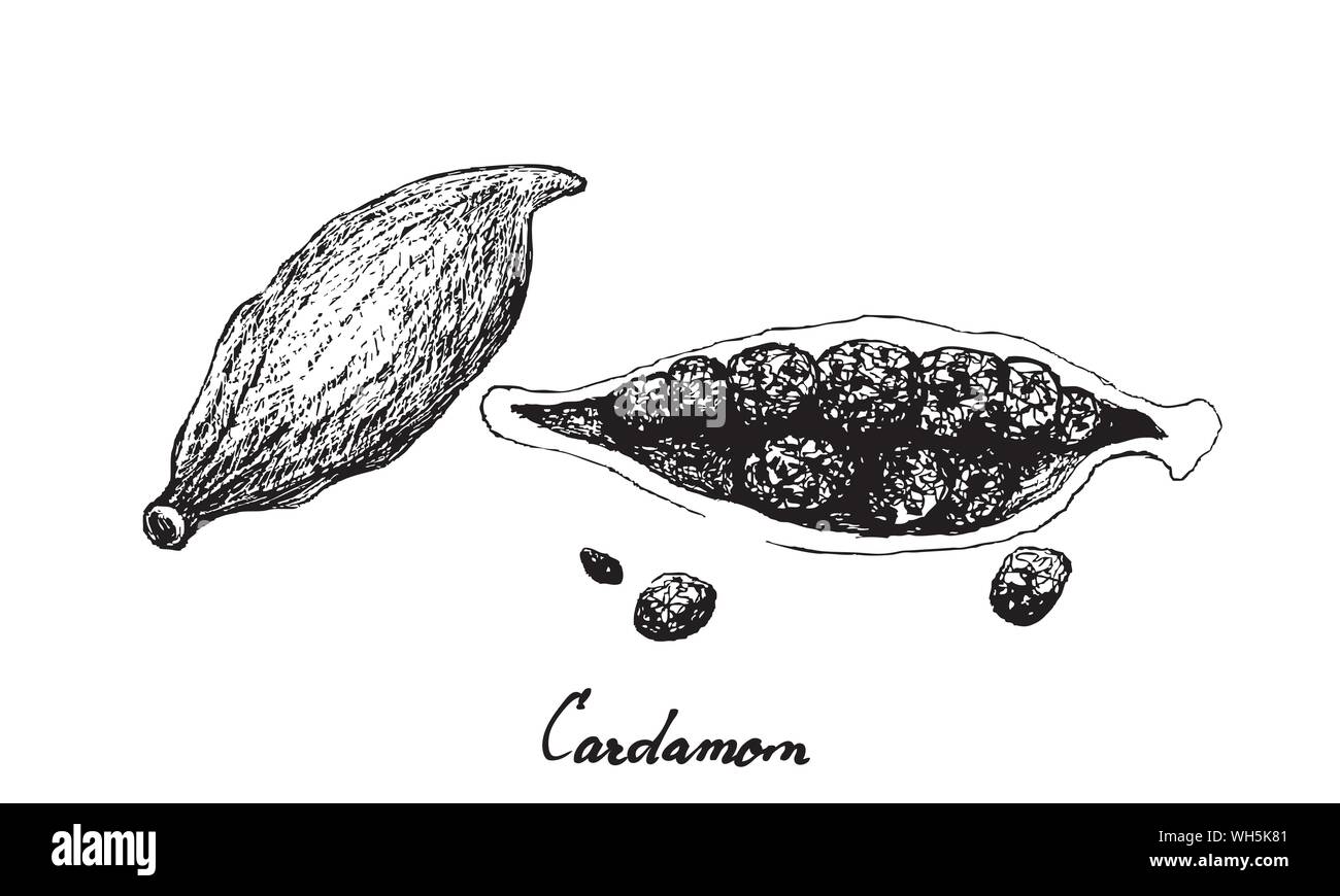Le piante di erbe, disegnati a mano illustrazione dell intero e metà del fresco verde i semi di cardamomo utilizzato per il condimento di cottura. Illustrazione Vettoriale