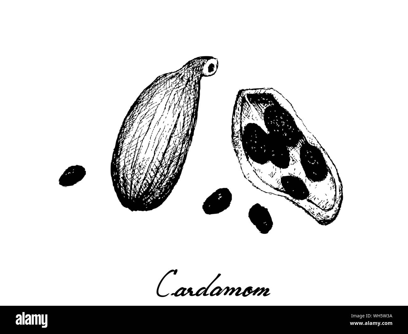 Le piante di erbe, disegnati a mano illustrazione dell intero e metà del fresco verde i semi di cardamomo utilizzato per il condimento di cottura. Illustrazione Vettoriale