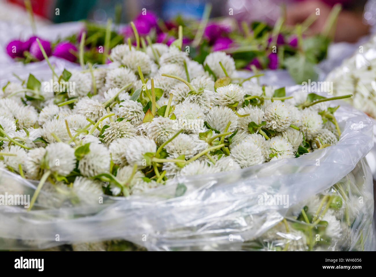 Sacchetti di сlover bianco trifoglio o per rendere tradizionali ghirlanda di fiori offerte phuang malai a Pak Khlong Talat, Bangkok il mercato dei fiori. Della Thailandia Foto Stock