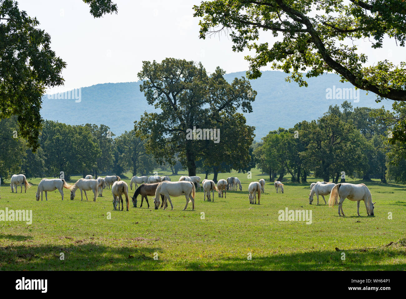 Cavalli lipizzani di pascolare su un prato Foto Stock
