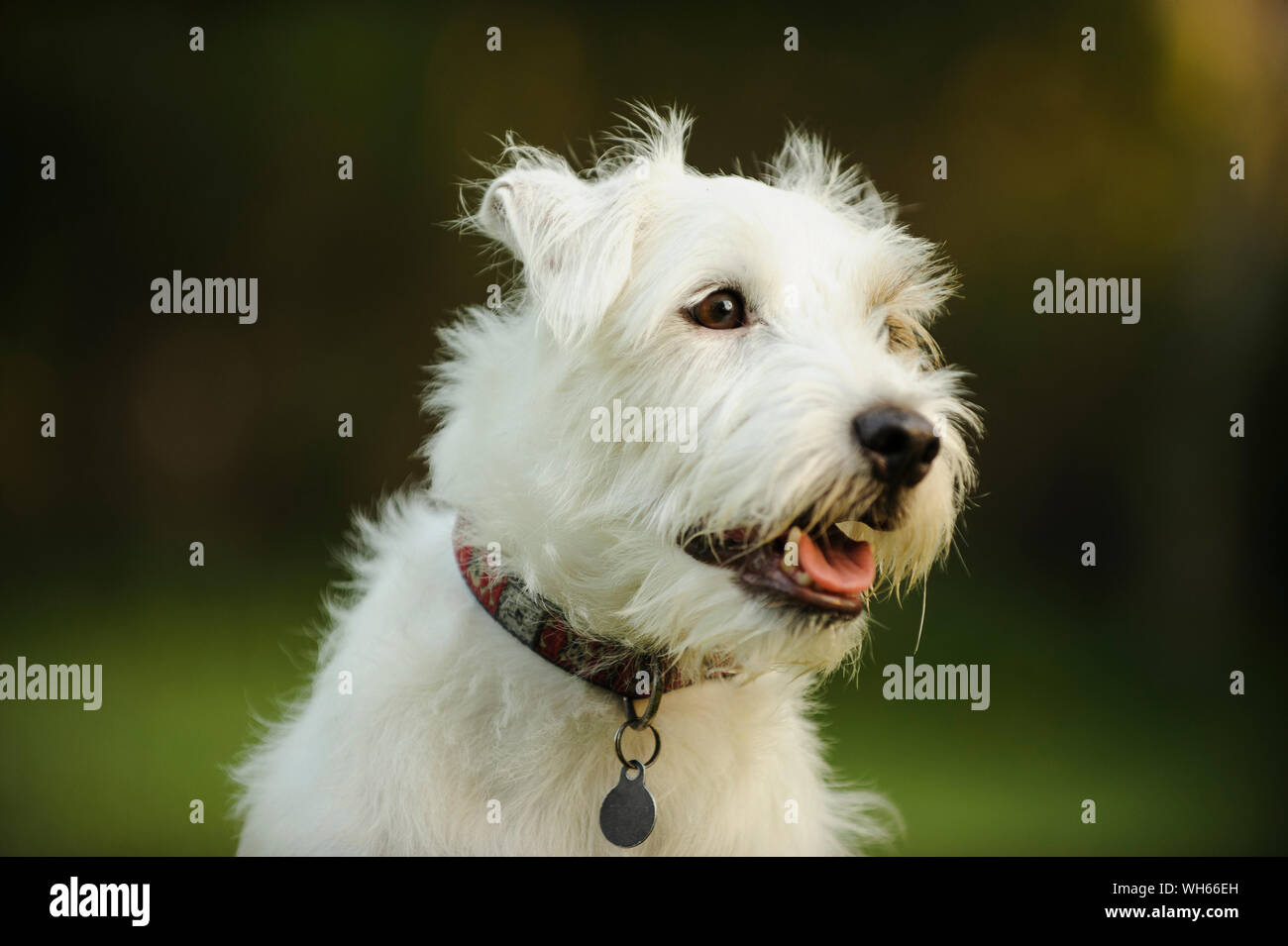 Close-up di cane bianco Foto Stock