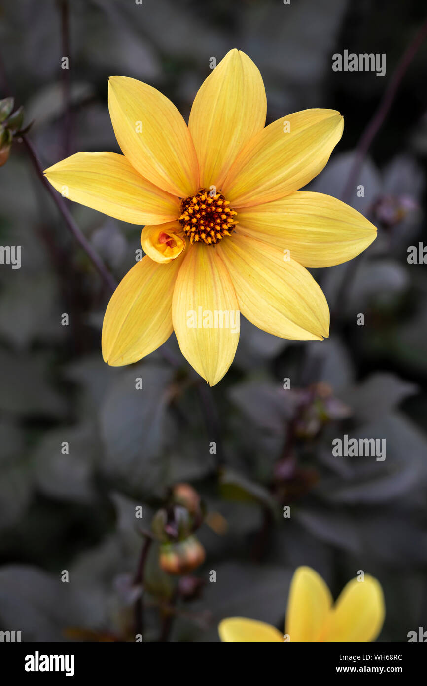 Primo piano del vescovo di York Dahlia fiorire in un giardino inglese, Regno Unito Foto Stock