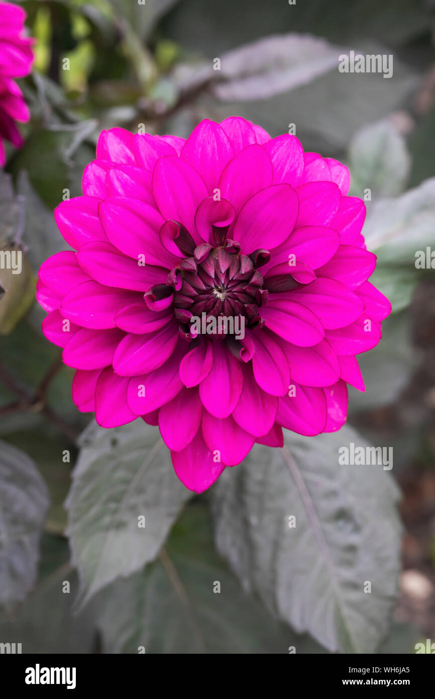 Primo piano della fioritura di Dahlia Purple Flame in un giardino all'inglese, Inghilterra, Regno Unito Foto Stock