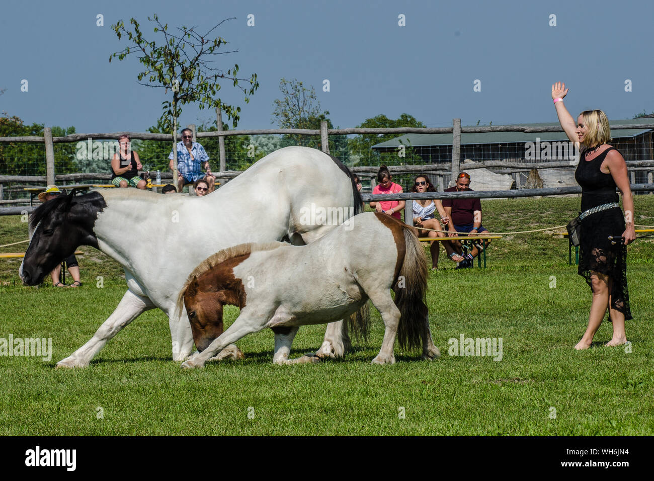 Il programma sulla fiera di Schloss Hof è pieno di varietà e dà esecutori degli animali una possibilità di mostrare tutto ciò che hanno appreso. Foto Stock