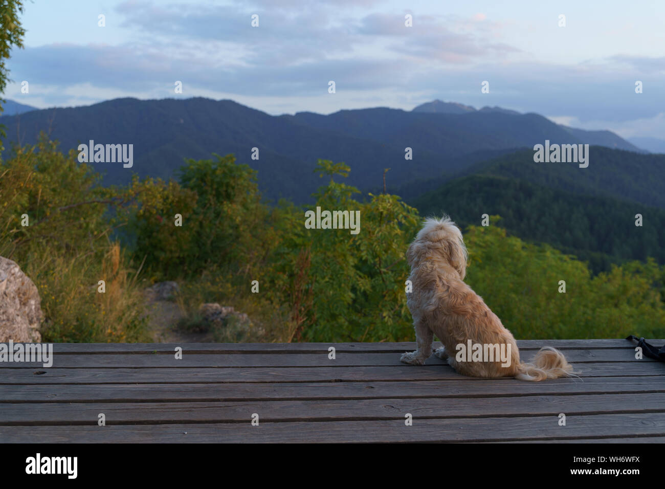 Cute cane per godersi la natura al tramonto Foto Stock