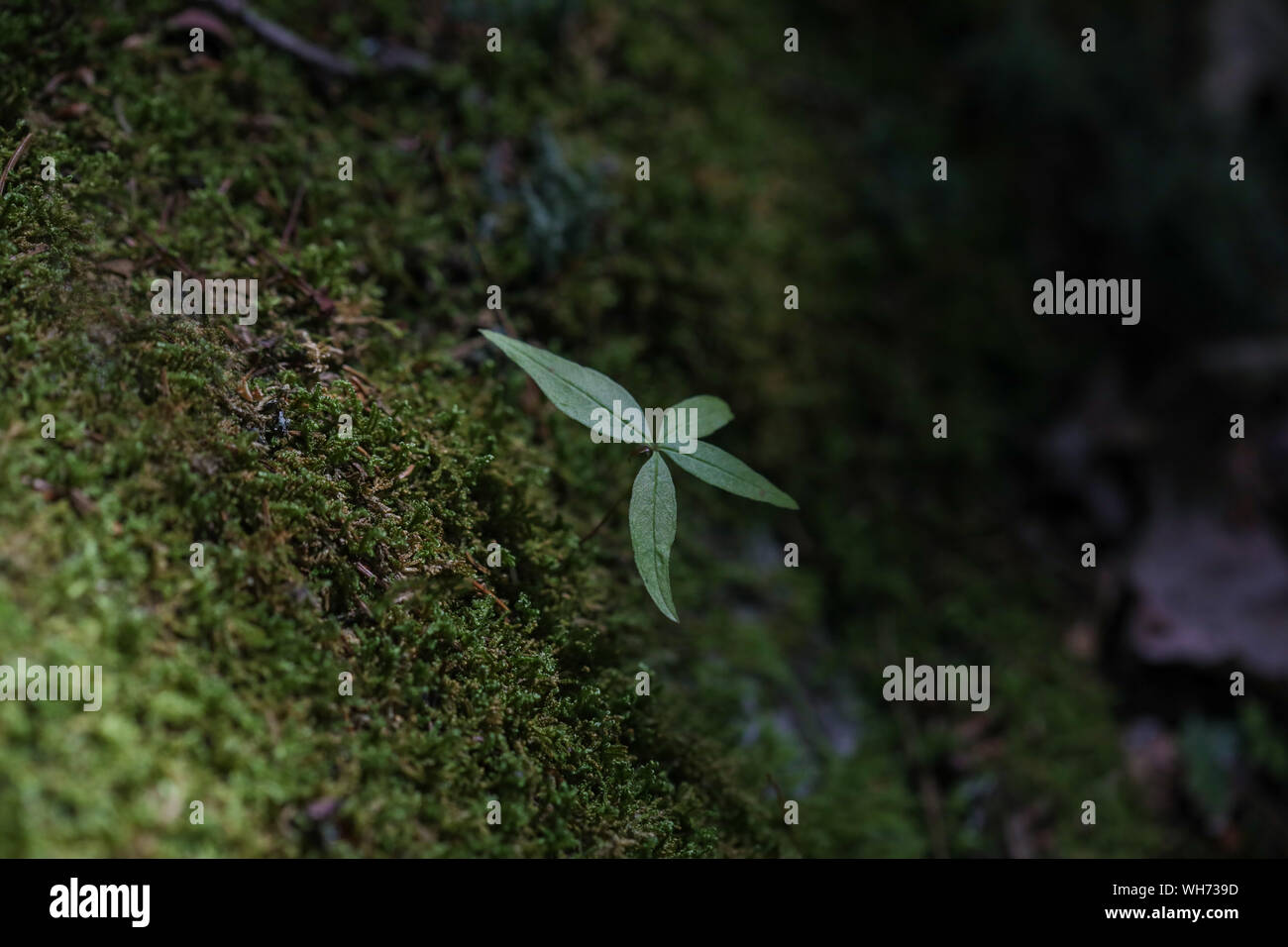 Foresta di funghi selvatici nel Maine Foto Stock