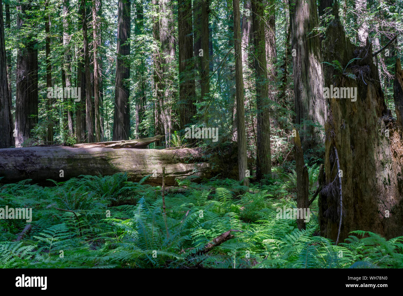 Humboldt Redwoods State Park è un parco statale in California contenente la più grande del mondo contiguo rimanente di vecchia foresta di coast redwoods. Foto Stock
