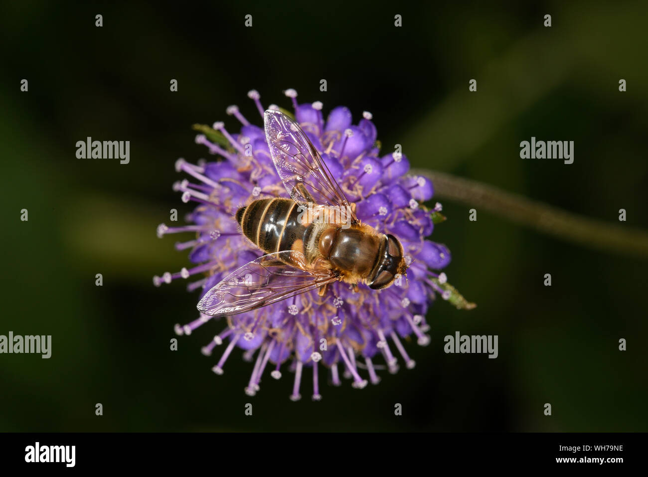 Myathropa florae Hover-fly (Myathropa florae) alimentazione su scabious fiore, Monmouth, Galles, Settembre Foto Stock