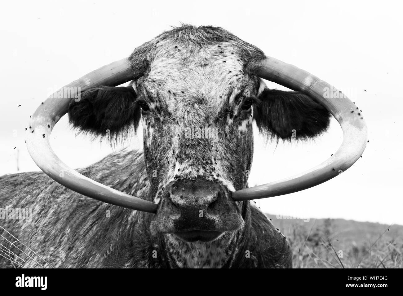 Longhorn Cow (Bos taurus) portarit che mostra corna curve in stile cofano, Inghilterra Settembre Foto Stock