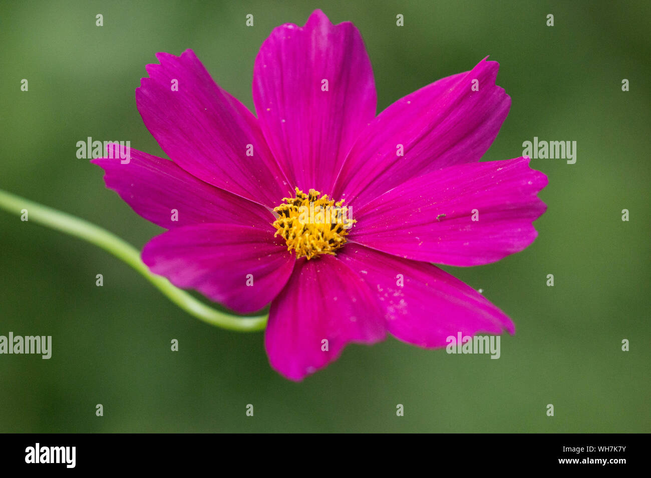 Primo piano di una singola rosa luminoso Cosmo fiore con sfondo verde. Foto Stock