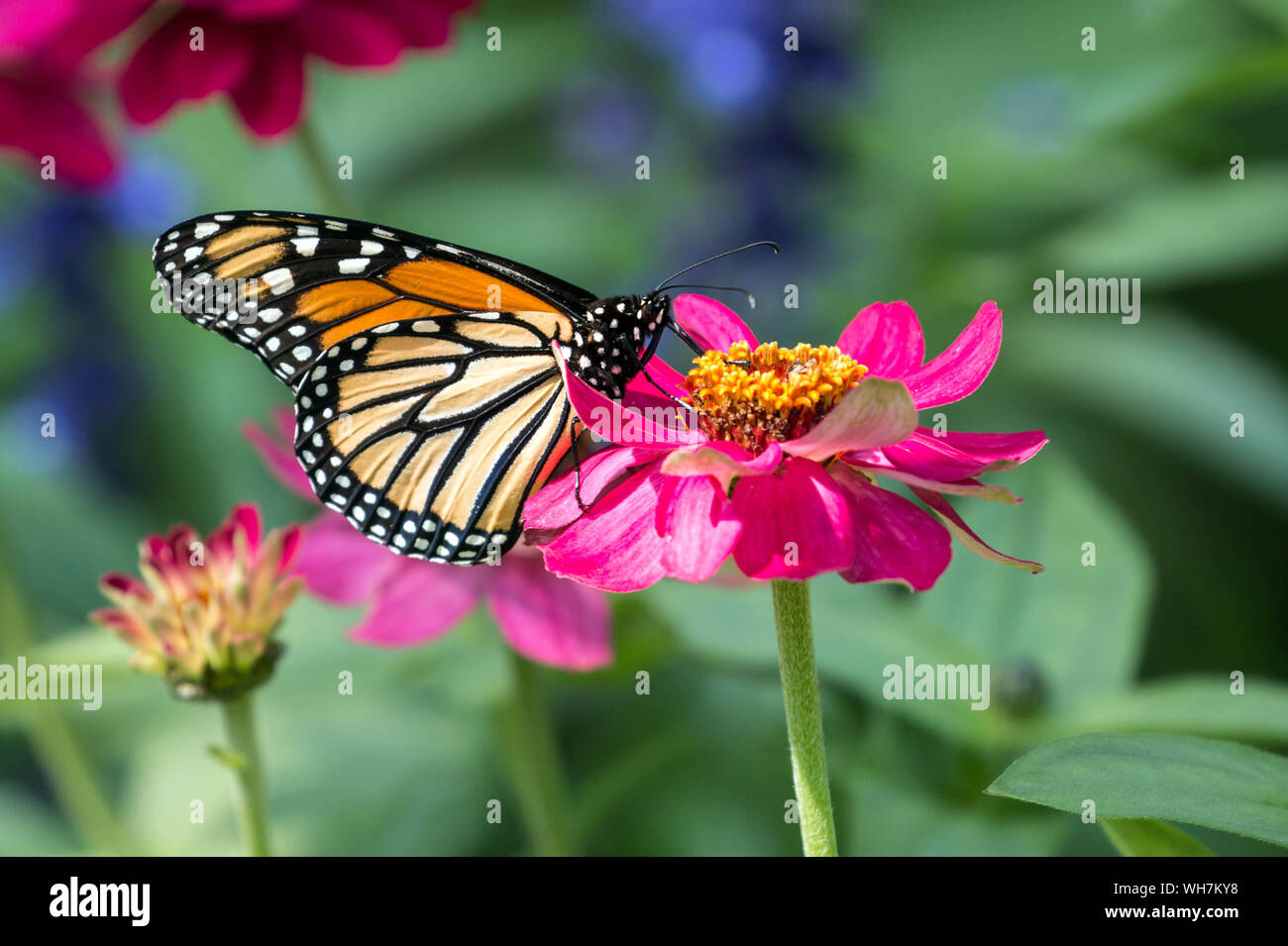 Primo piano della farfalla monarca(Danaus plexippus) alimentare il nettare dai fiori Zinnia Foto Stock