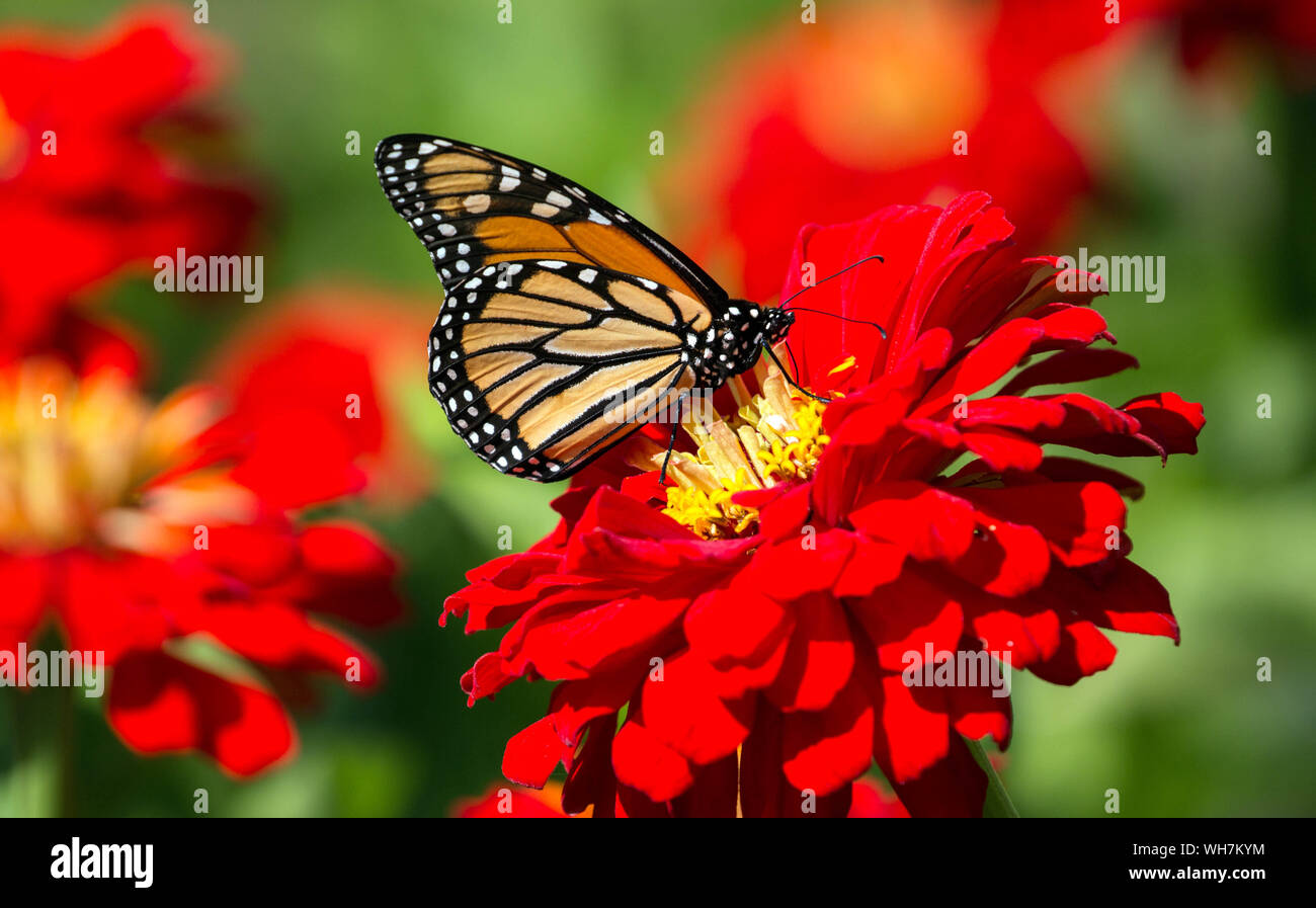 Primo piano della farfalla monarca(Danaus plexippus) alimentare il nettare dai fiori Zinnia Foto Stock