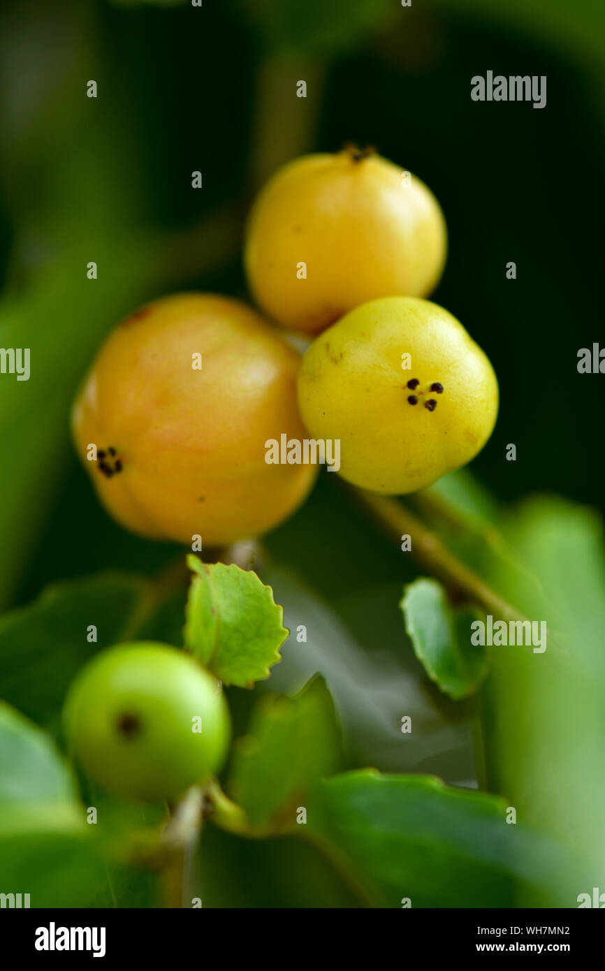 Rukam Masam è una sorta di ciliegina rossa tipo frutti che crescono sugli alberi Foto Stock