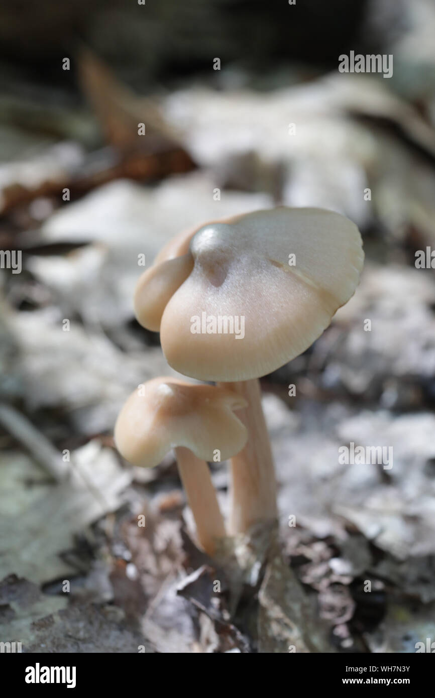 Foresta di funghi selvatici nel Maine Foto Stock