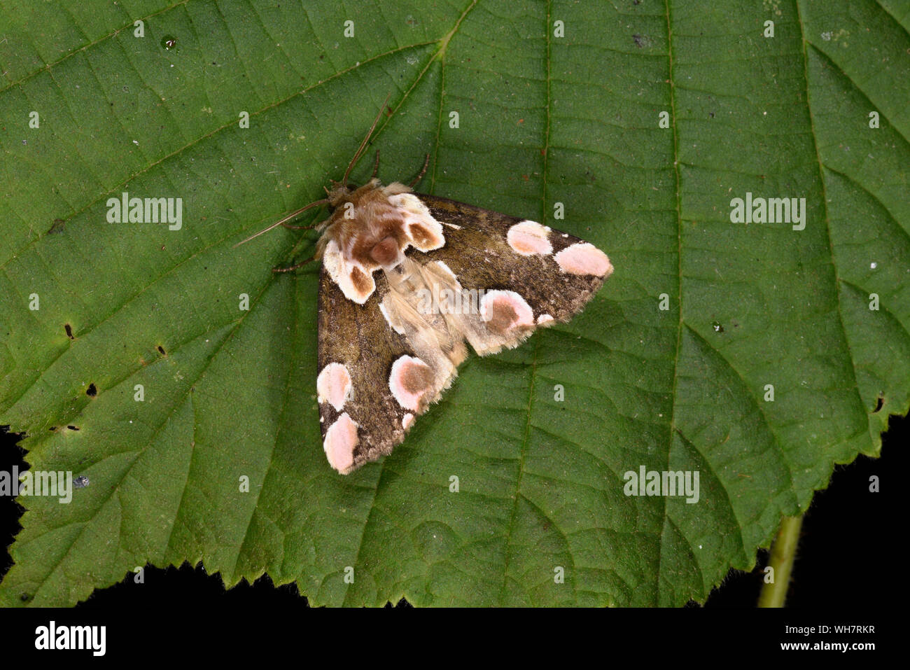 Peach Blossom Tarma (Tiàtira batis) adulto a riposo sulla foglia, Monmouth, Galles, Luglio Foto Stock