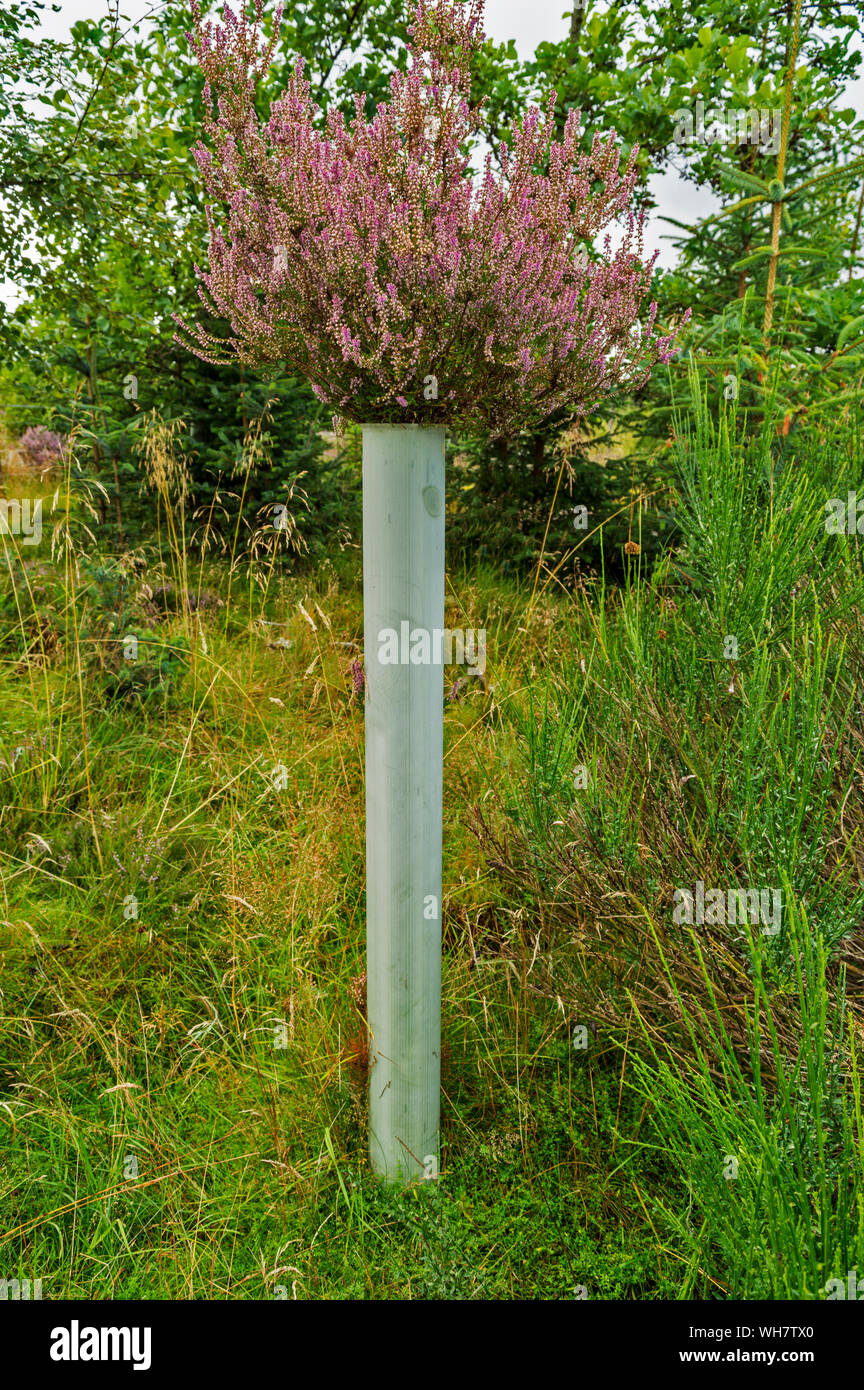 HEATHER Calluna vulgaris cresce attraverso una struttura di tubo di ricovero Highlands della Scozia nella tarda estate Foto Stock