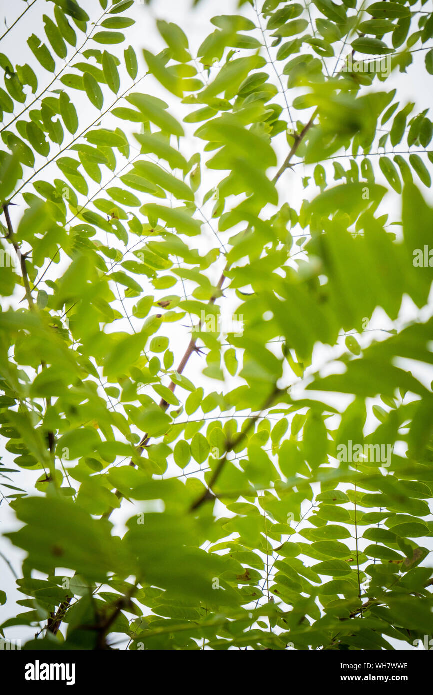 Fiori di campo, erba, e gli alberi in Indiana, Illinois, & Wisconsin Foto Stock