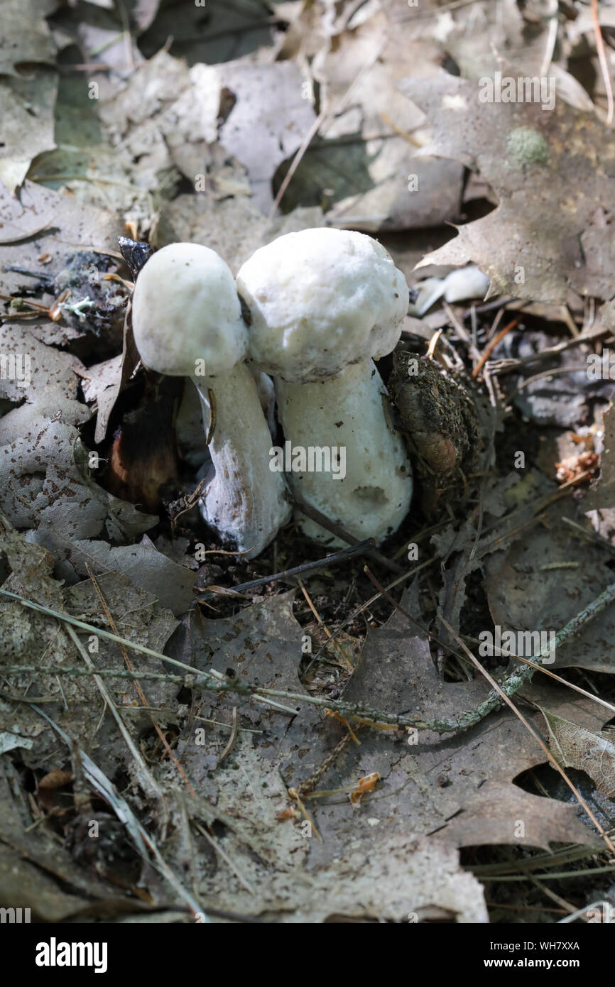 Foresta di funghi selvatici nel Maine Foto Stock