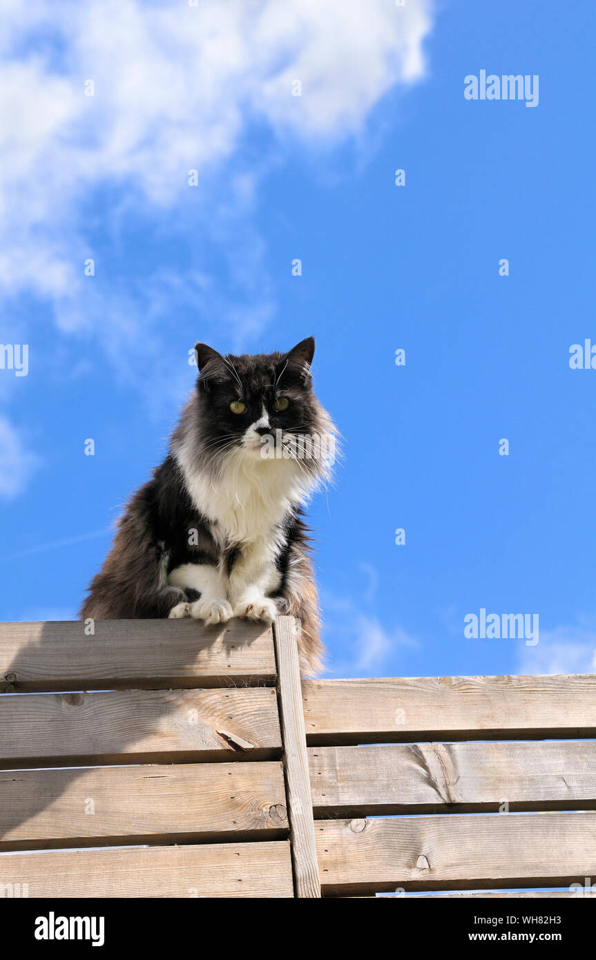 Capelli lunghi moggy domestico gatto seduto su un recinto contro il cielo blu, England, Regno Unito Foto Stock