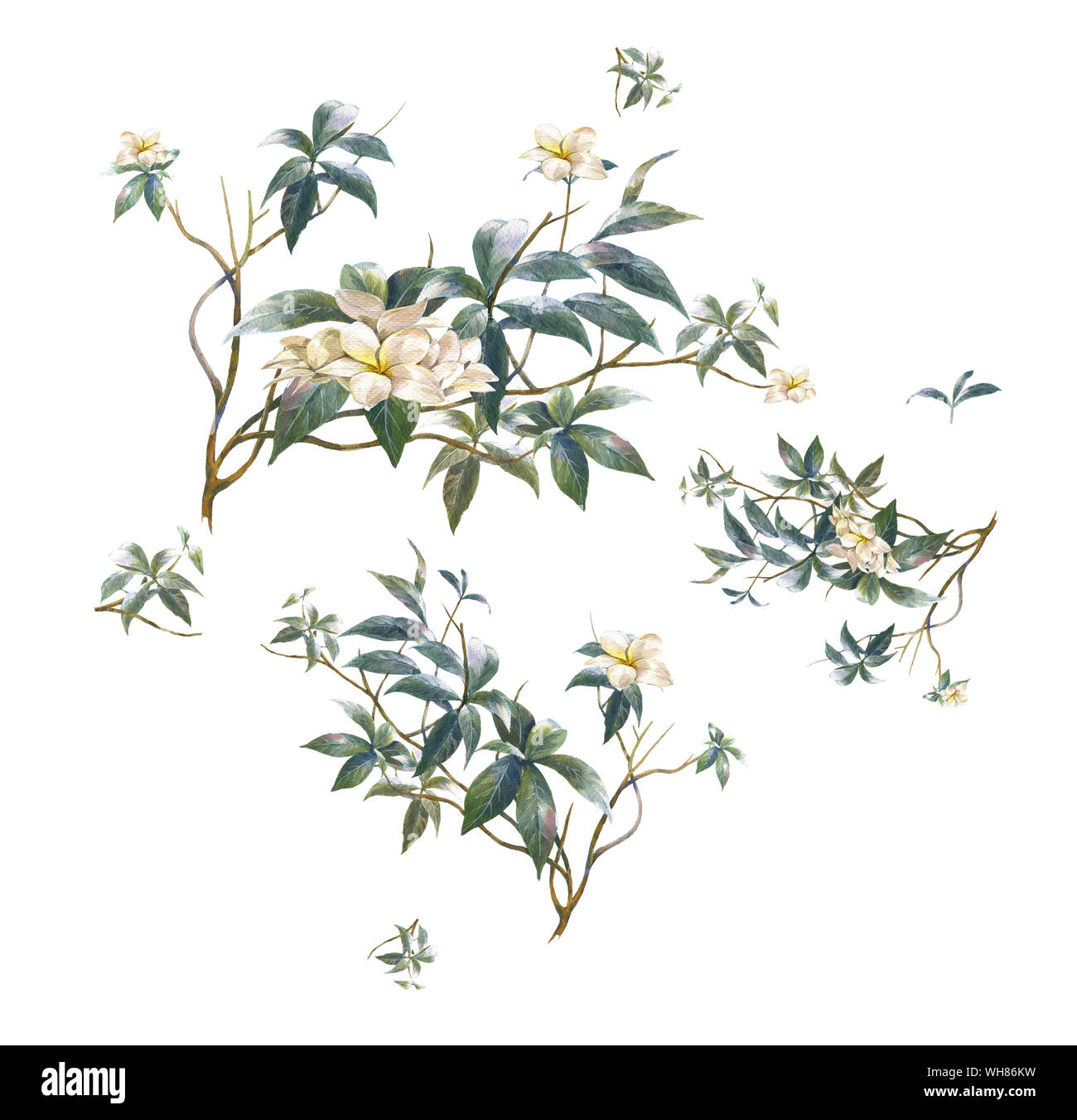 La pittura ad acquerello di foglie e fiori, su sfondo bianco Foto Stock