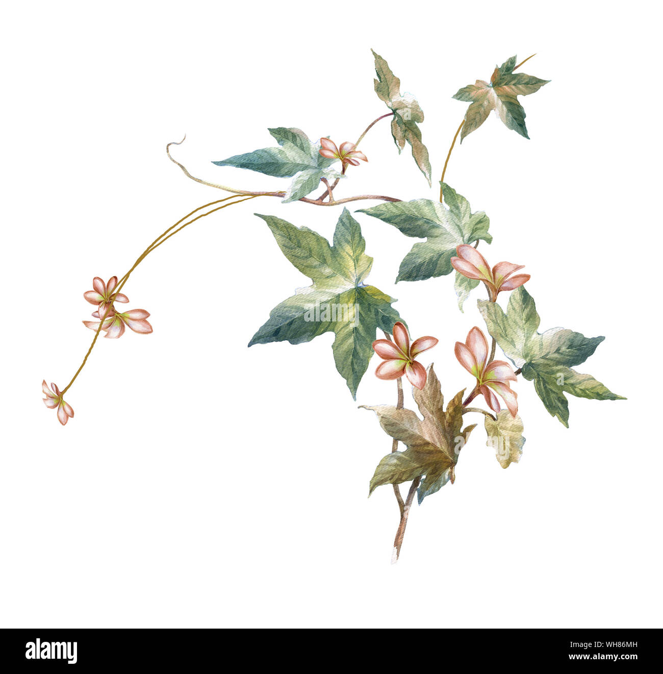 La pittura ad acquerello di foglie e fiori, su sfondo bianco Foto Stock