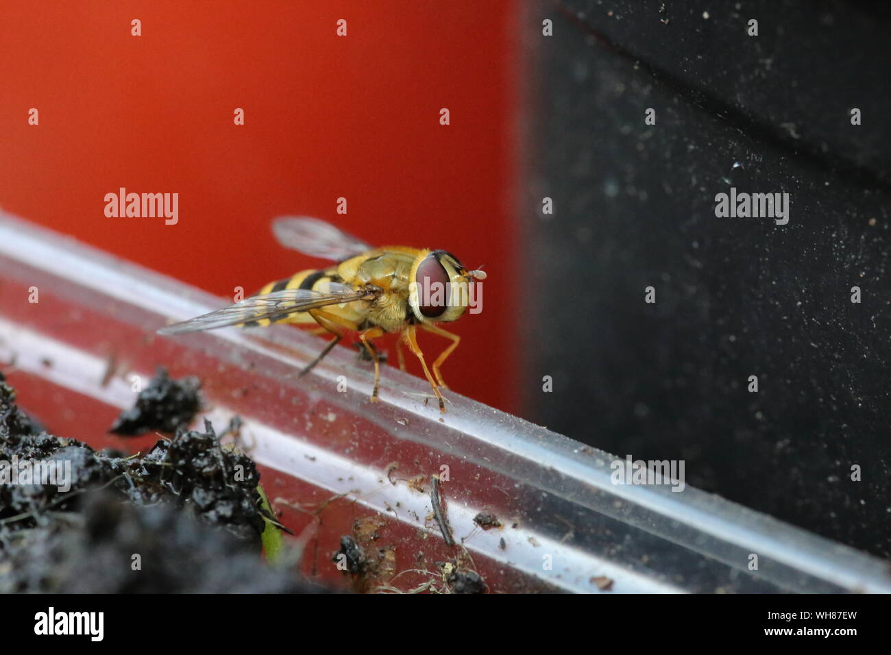 Close up del soldato fly che vagamente somigliante ad una vespa Foto Stock