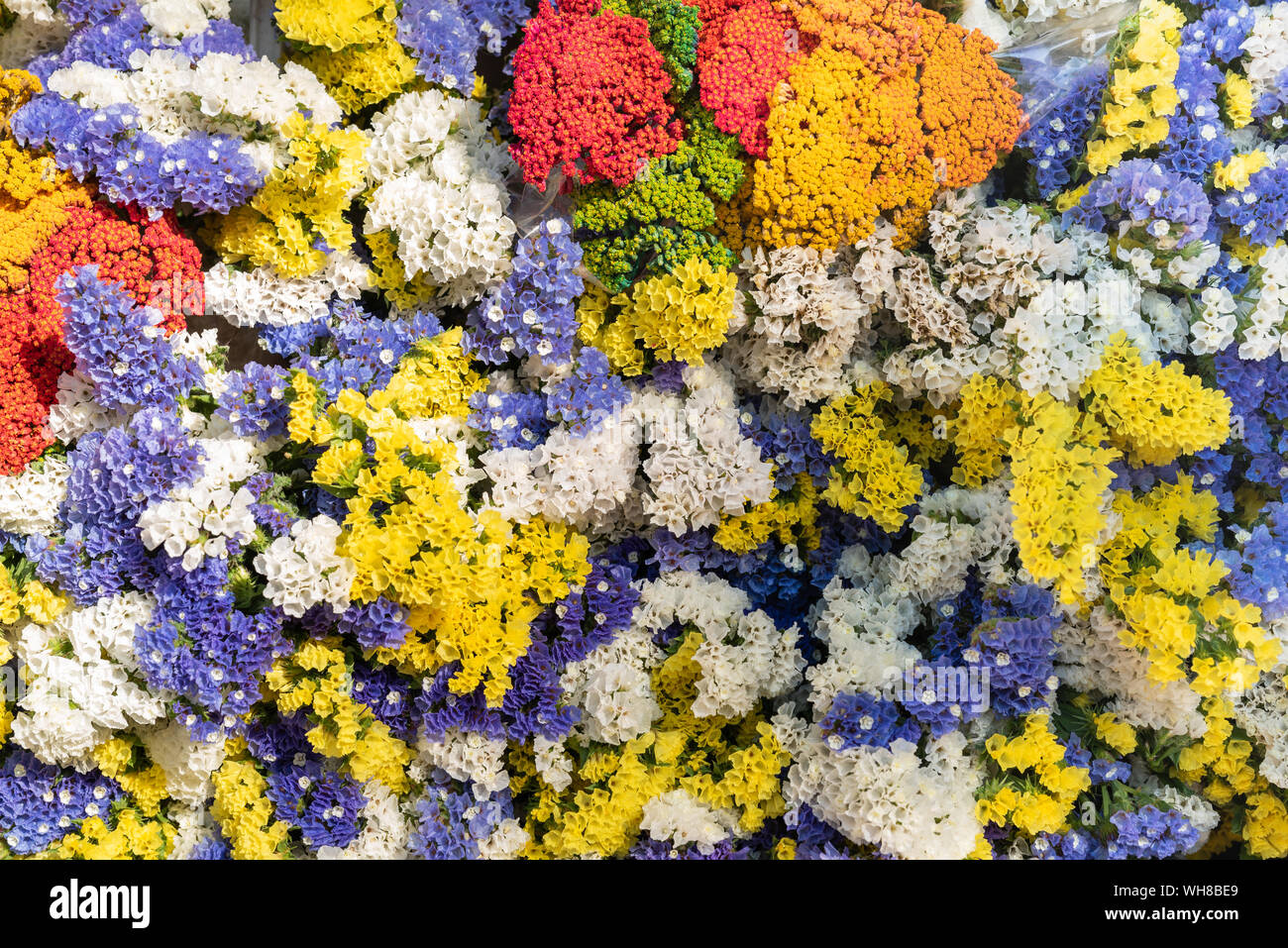 Primo piano fiore colorato sul mercato di strada a Aix-en-Provence, Francia Foto Stock